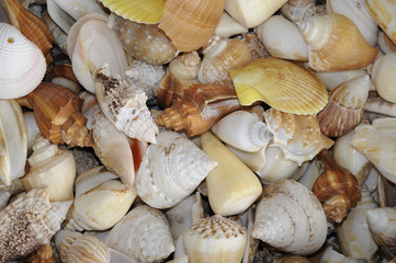 Muscheln und Schnecken