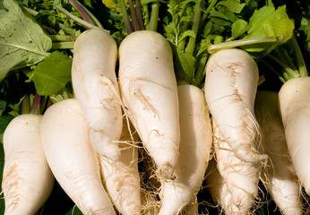 Rettich auf dem Wochenmarkt © Klaus Offermann