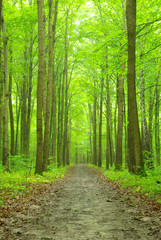 Fototapeta premium zielony las