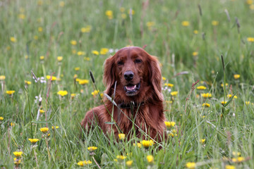 Irish Red Setter