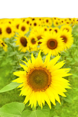 Obraz premium sunflowers on a field