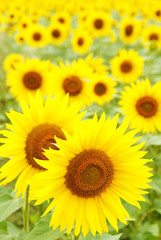 field with sunflowers