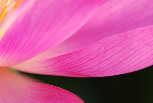 lotus