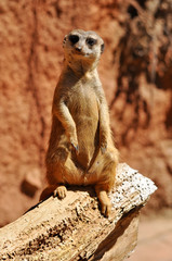 Fototapeta premium guarding suricata
