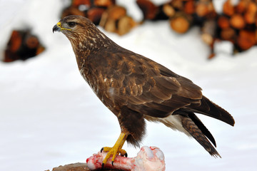buzzard in garden