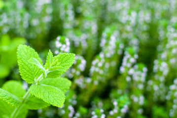 アップルミントの葉とタイム