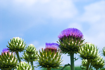 アーティチョークの花と空