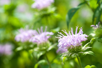 ベルガモットの花