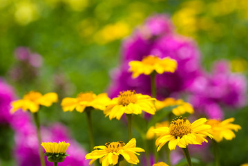 ヒメヒマワリの花