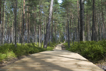 Obraz premium The walkway through a wood.