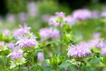 ベルガモットの花