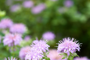 ベルガモットの花