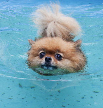 Pomeranian Dog Swimming In A Kids Pool