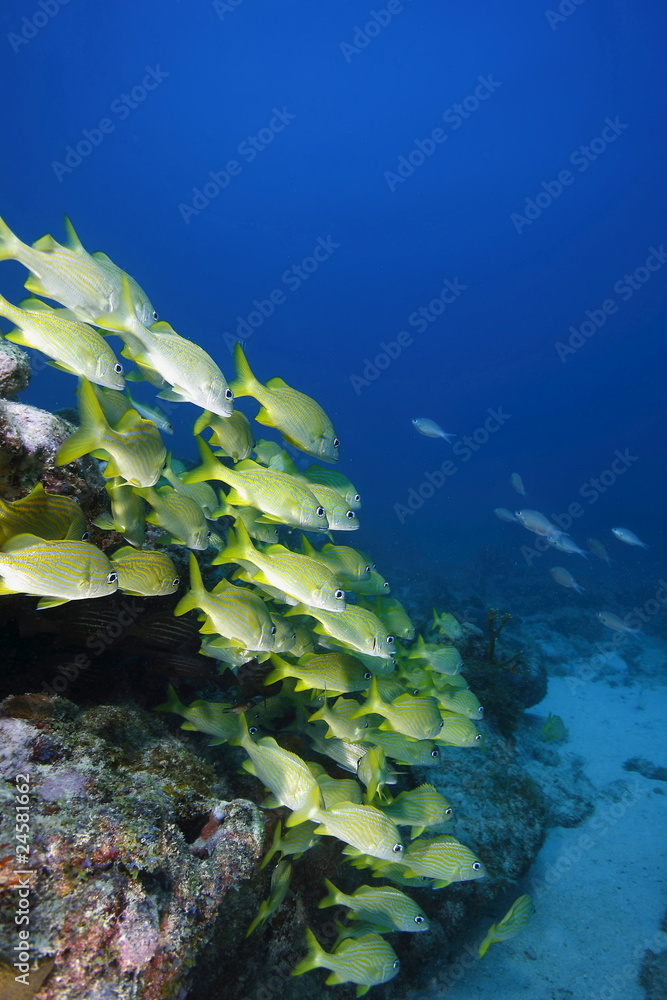 Poster aruba diving