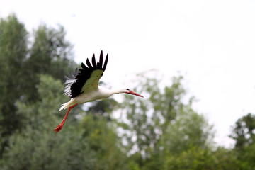 Storch beim Landen