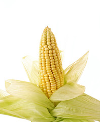 Corn with the husks  isolated on white background