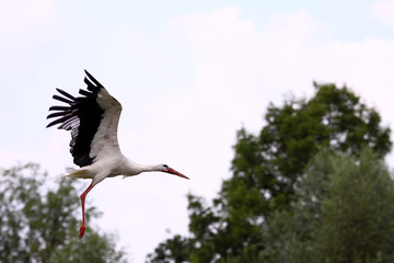 Storch am Starten