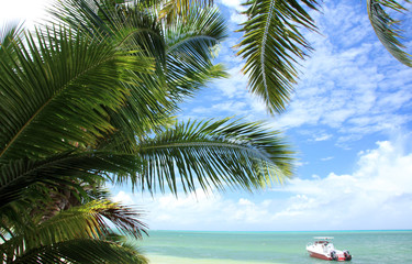 cocotiers et lagon Seychellois