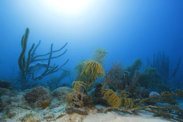 aruba diving