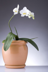 Orchid in flowerpot
