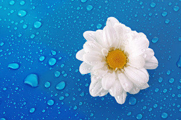 White camomile on blue background