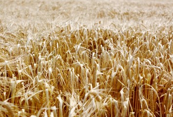 A field of ripe wheat ready for harvesting