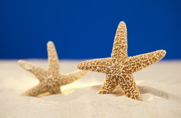 two starfish and real sand on a studio beach background, focus o