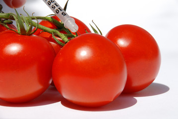 Tomaten und Genmanipulation