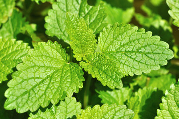 Lemon balm