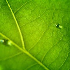 Green leaf with water drop.
