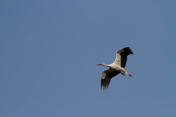 Storchenflug