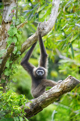Gibbon-Affe