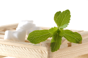 Stevia Rebaudiana Süßkraut Blatt mit Zucker