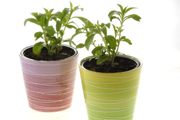 Stevia Rebaudiana Süßkraut in Töpfen