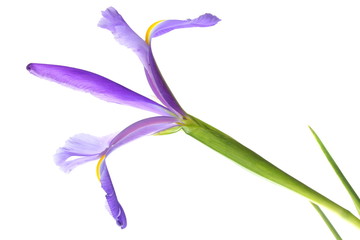 Open purple iris bloom