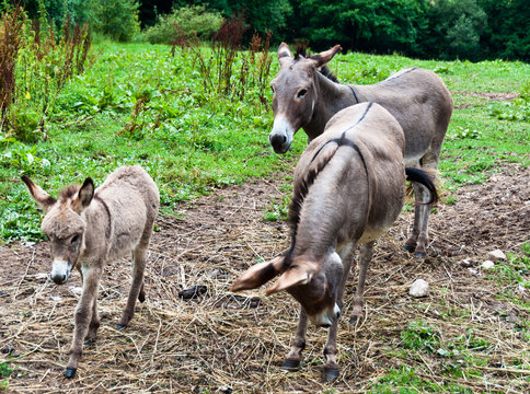 Donkey Family