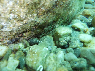 anemone di mare
