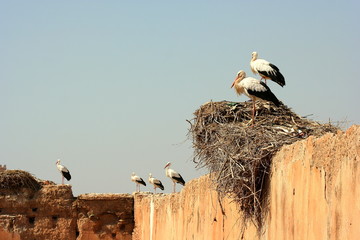 Marruecos Marrakech © Curioso.Photography