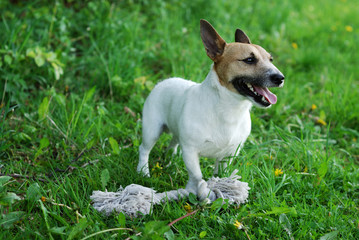 Parson Russell Terrier