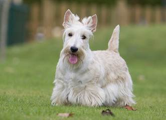 terrier dans un parc