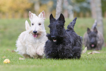 deux variétés de scottish terrier - obrazy, fototapety, plakaty