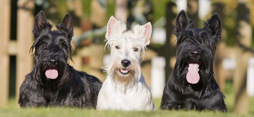 trois terriers écossais de face - scottish terrier - obrazy, fototapety, plakaty