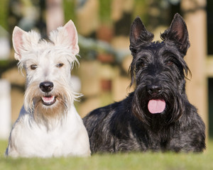 couple de terriers écossais / scottish terrier