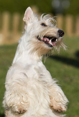 scottish terrier froment faisant le pitre