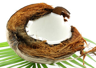 coco sur palmes, fond blanc