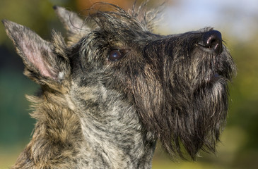 jolie tête de scottish terrier