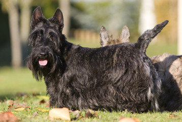 terriers écossais