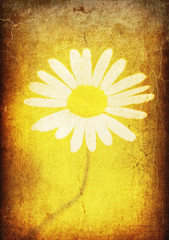 Vintage paper with camomile image, burnt paper.