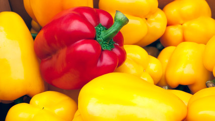 Red Yellow Green BellPepper