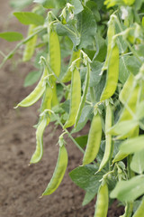 Fototapeta premium Sugar peas